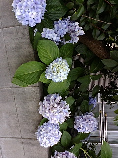 �͂�ւ�񂽁[��=�S(*�E���E)�m