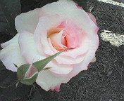 (untitled)