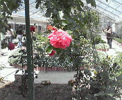 (untitled)
