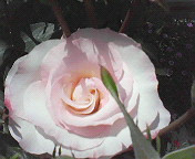 (untitled)
