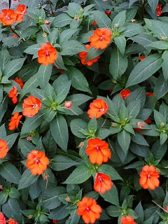 (untitled)