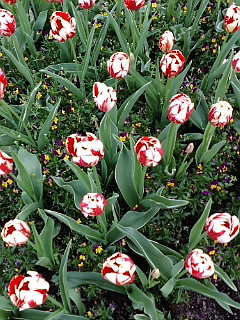(untitled)