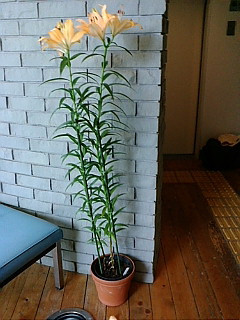 (untitled)