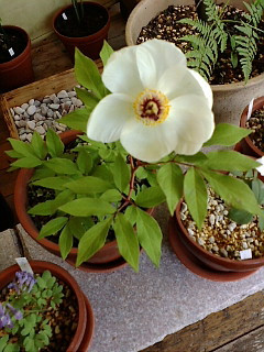 (untitled)