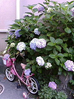 �K�D�K